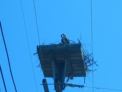 osprey